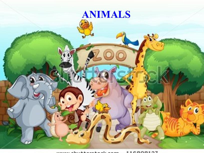 ANIMALS ANIMALS