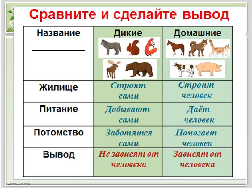 Проект "Домашние питомцы" (1 класс, окружающий мир)