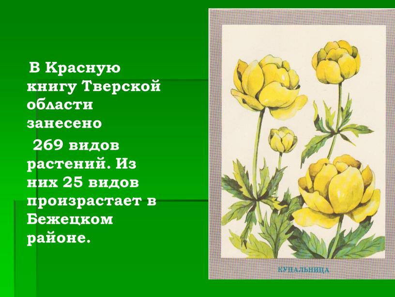 В Красную книгу Тверской области занесено 269 видов растений