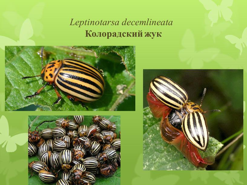 Leptinotarsa decemlineata Колорадский жук
