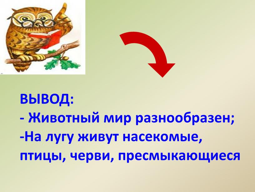 ВЫВОД: - Животный мир разнообразен; -На лугу живут насекомые, птицы, черви, пресмыкающиеся