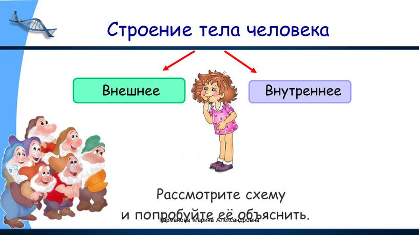 Строение тела человека Рассмотрите схему и попробуйте её объяснить