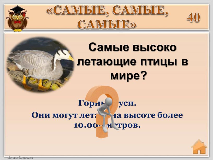 Самые высоко летaющие птицы в мире? «САМЫЕ,