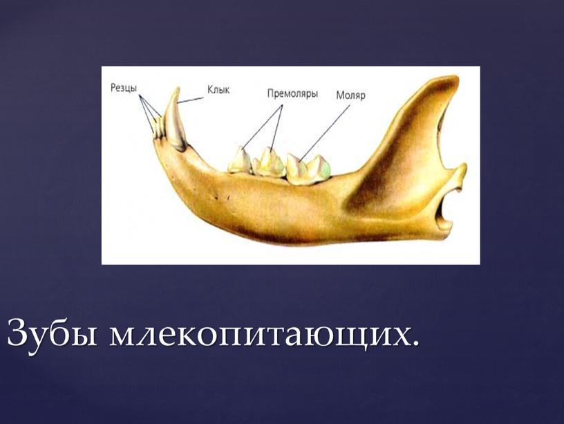 Зубы млекопитающих.
