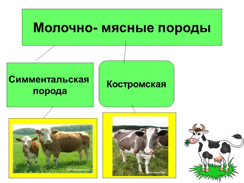 Молочно- мясные породы Симментальская порода