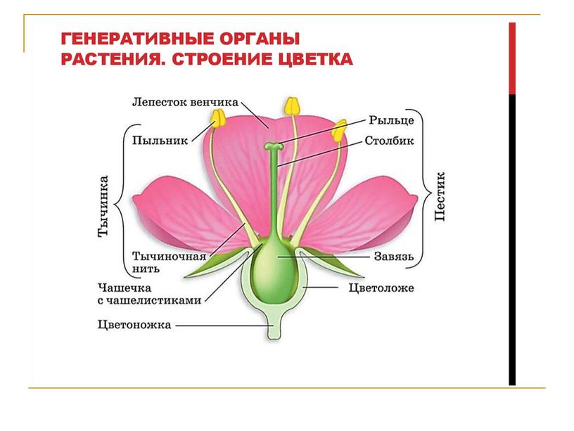 Биология цветка