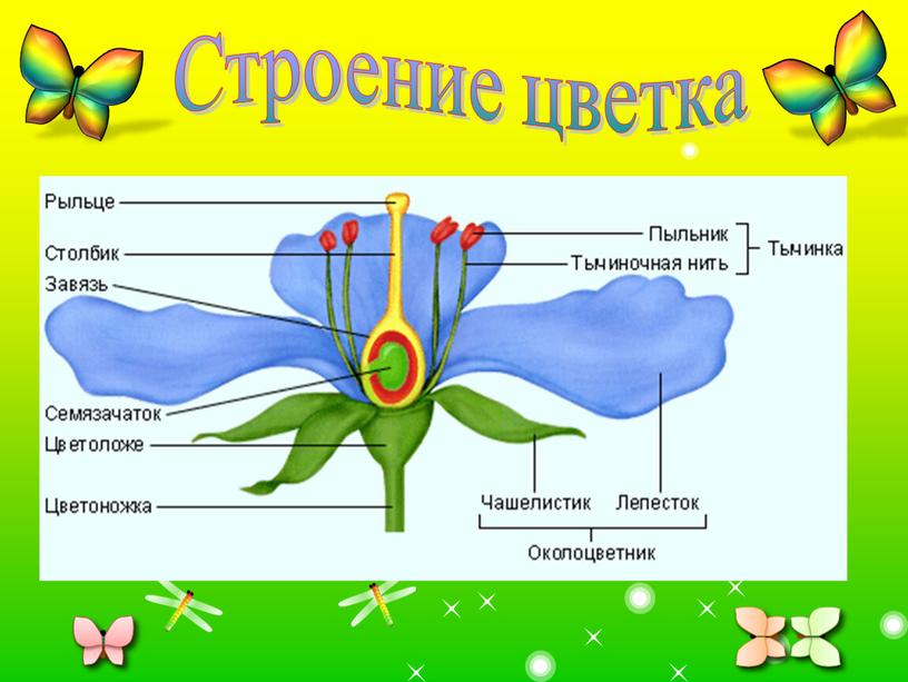 Строение цветка