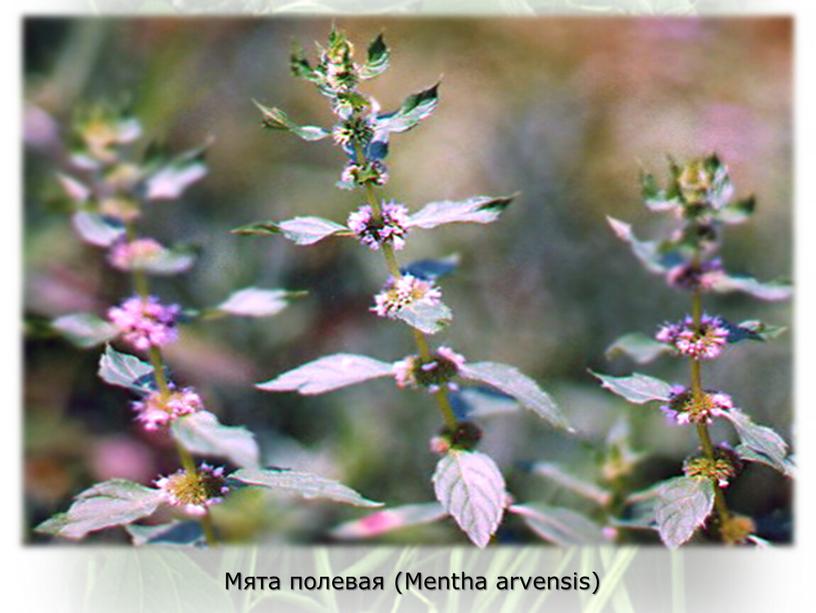 Мята полевая (Mentha arvensis)