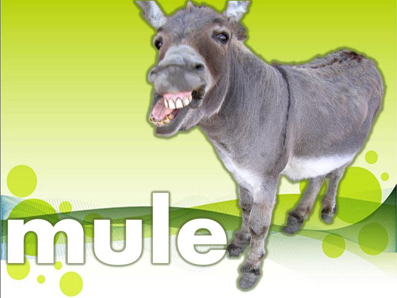 mule