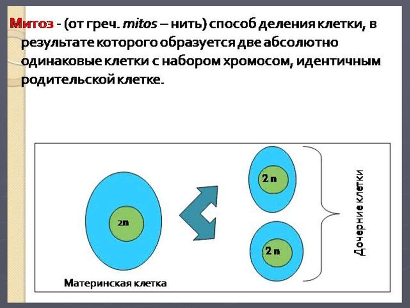 Презентация по биологии 7 класс Процессы размножения и количество хромосом