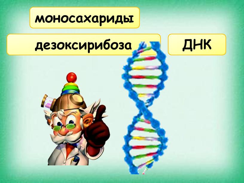 моносахариды ДНК дезоксирибоза