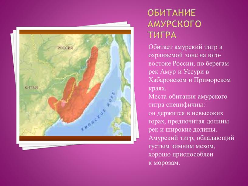 Обитание амурского тигра Обитает амурский тигр в охраняемой зоне на юго-востоке