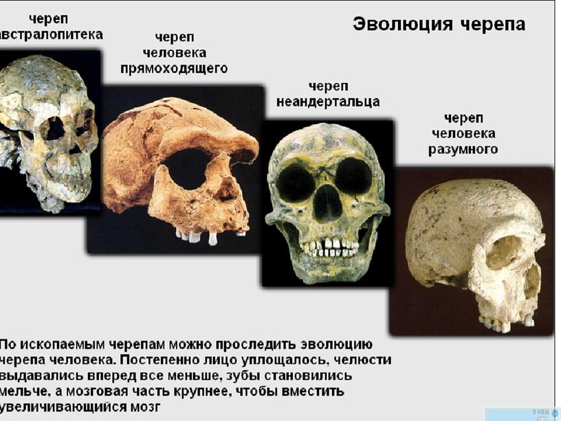 Презентация к уроку биологии "Происхождение человека"