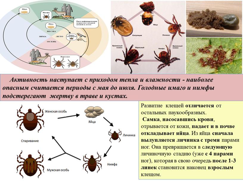 Развитие клещей отличается от остальных паукообразных