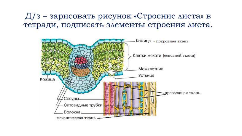 Д/з – зарисовать рисунок «Строение листа» в тетради, подписать элементы строения листа