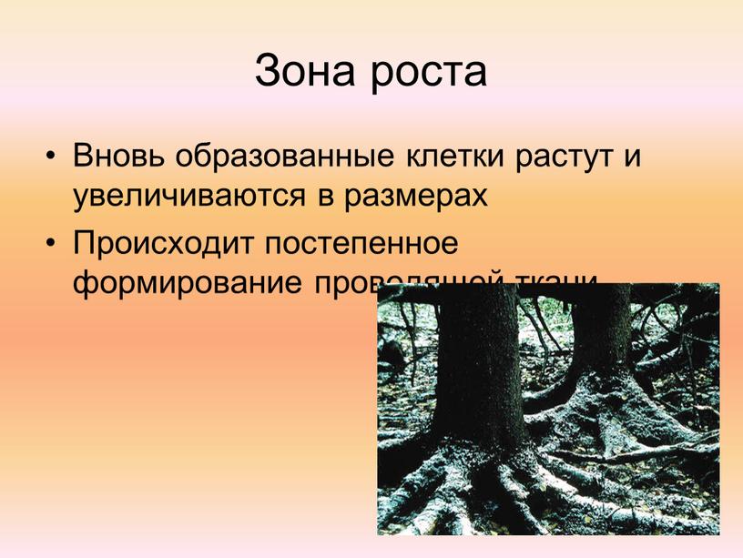 Зона роста Вновь образованные клетки растут и увеличиваются в размерах