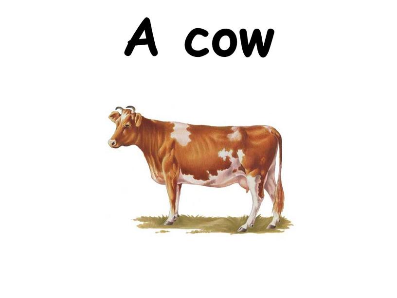 A cow