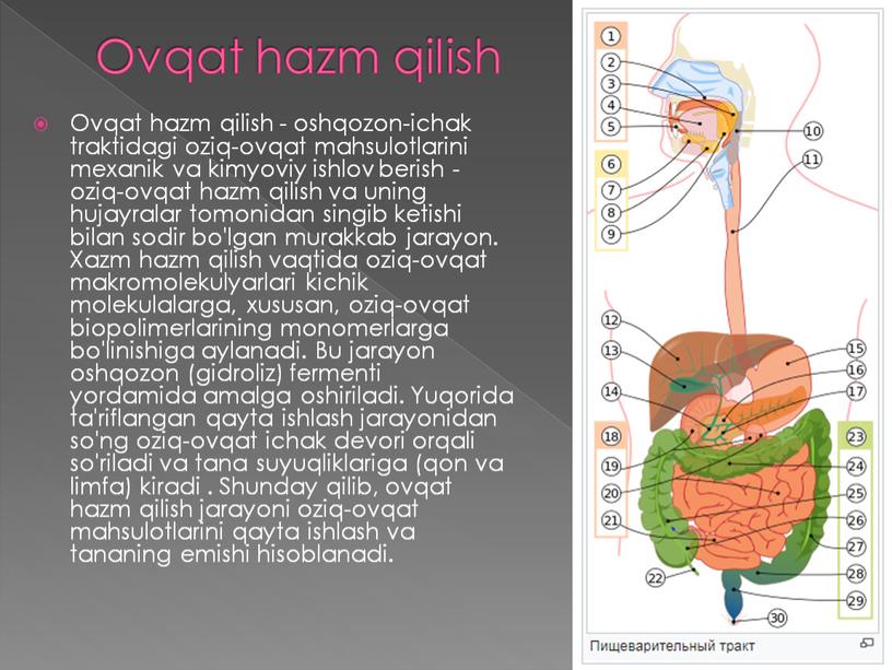 Ovqat hazm qilish Ovqat hazm qilish - oshqozon-ichak traktidagi oziq-ovqat mahsulotlarini mexanik va kimyoviy ishlov berish - oziq-ovqat hazm qilish va uning hujayralar tomonidan singib…