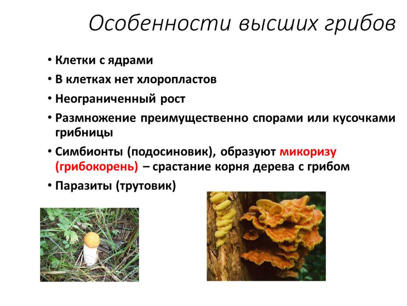 Особенности высших грибов Клетки с ядрами