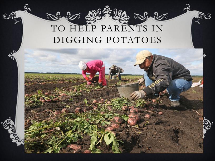 to help parents in digging potatoes
