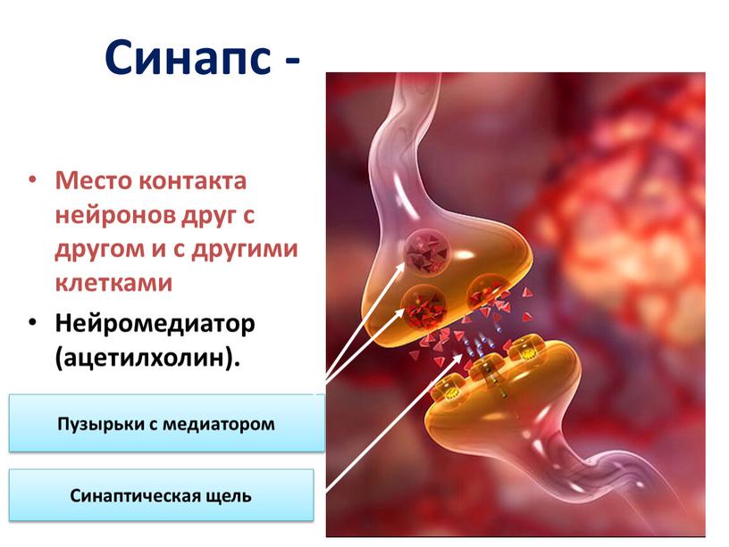 Синапс нижний новгород