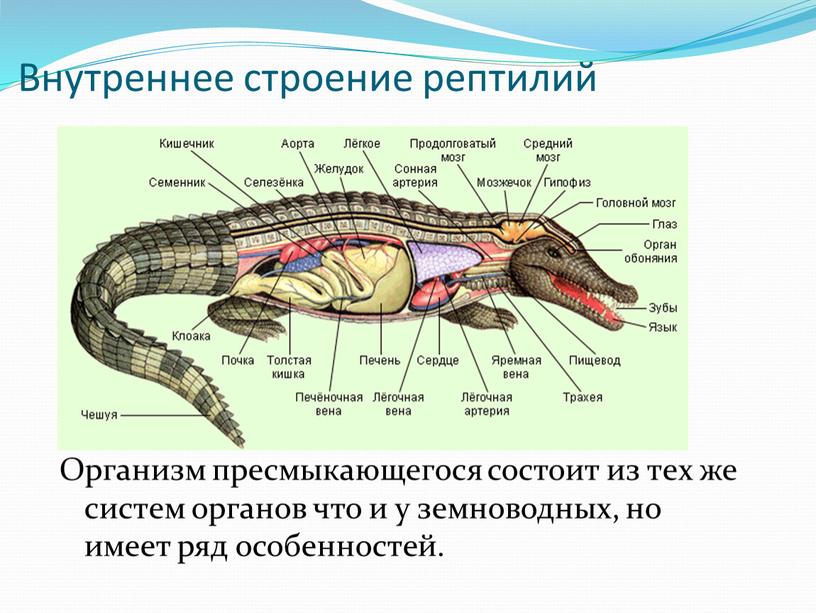 Внутреннее строение рептилий Организм пресмыкающегося состоит из тех же систем органов что и у земноводных, но имеет ряд особенностей