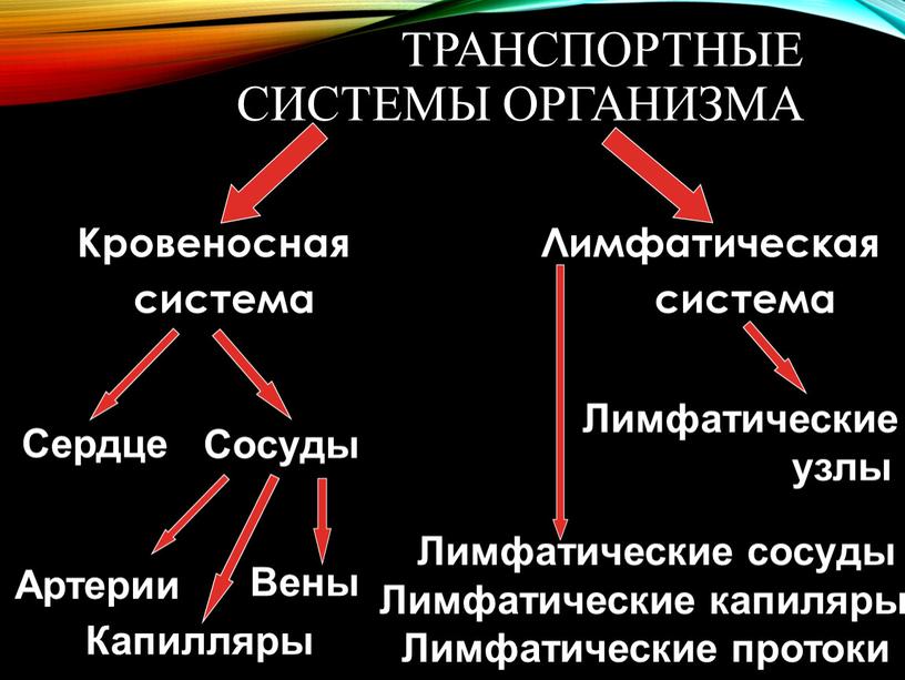 Презентация кровообращение и лимфообращение 8 класс пасечник