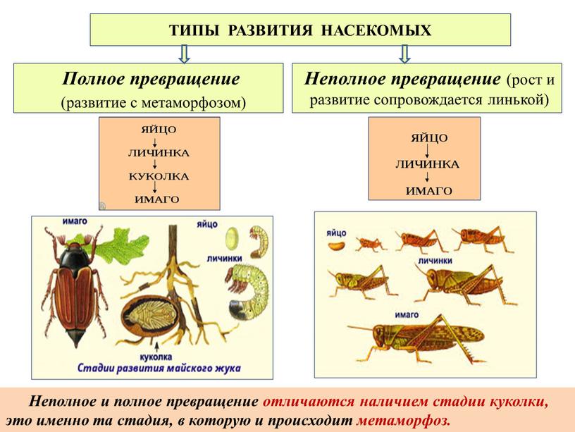 ТИПЫ РАЗВИТИЯ НАСЕКОМЫХ Полное превращение (развитие с метаморфозом)