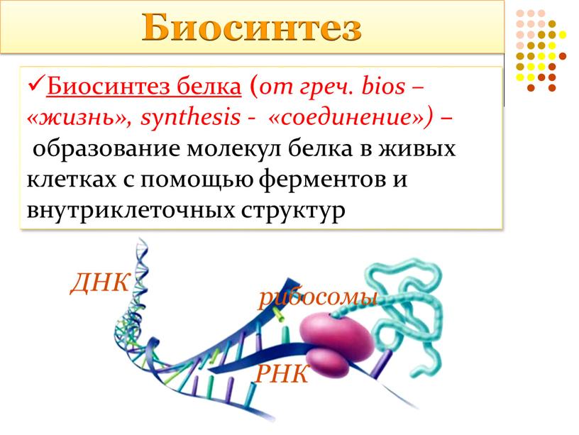 Синтез белка картинка