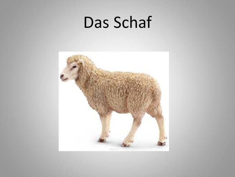 Das Schaf