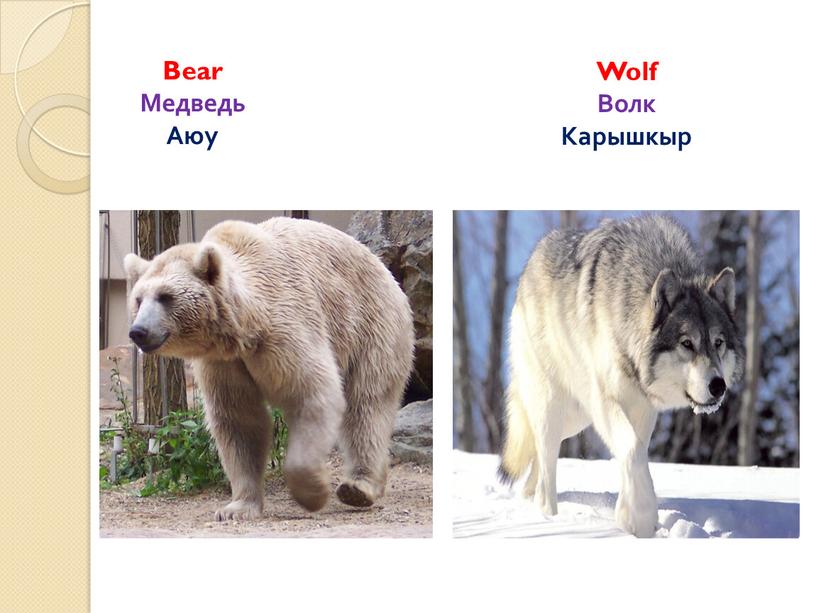 Bear Медведь Аюу Wolf Волк Карышкыр