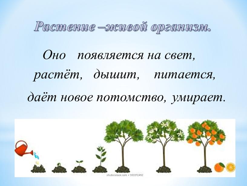 появляется на свет, растёт, дышит, питается, даёт новое потомство, умирает. Оно Растение –живой организм.