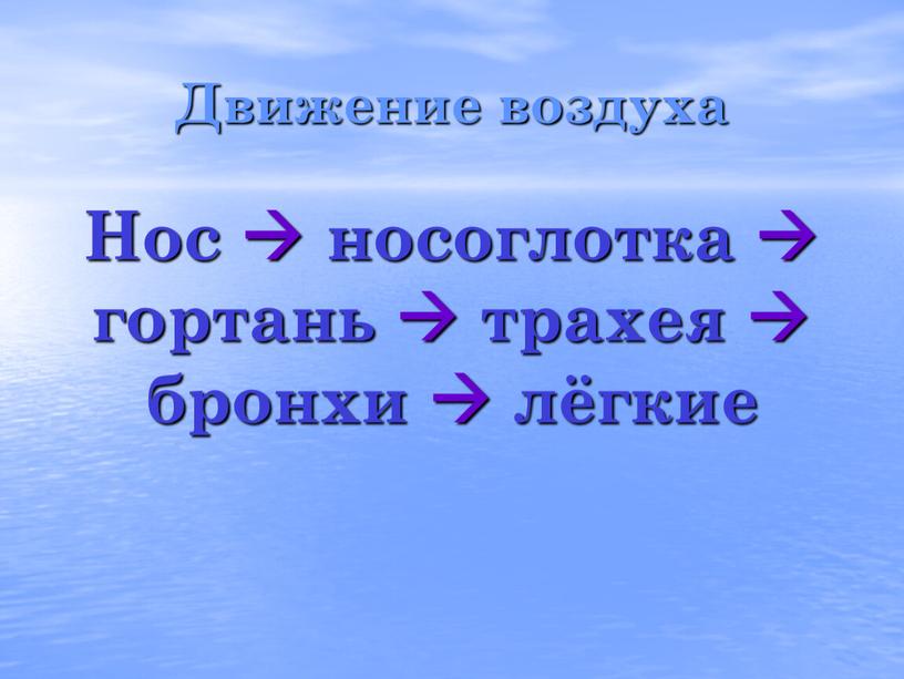 Нос  носоглотка  гортань  трахея  бронхи  лёгкие