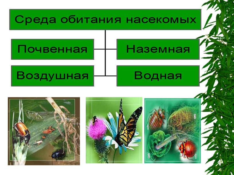 Класс насекомые урок 7 класс презентация