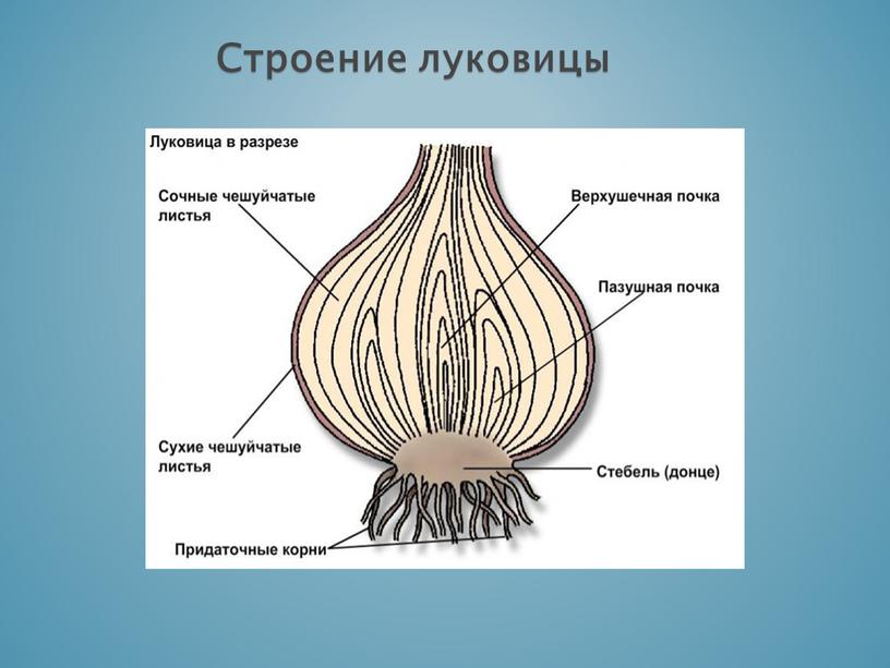 Строение луковицы