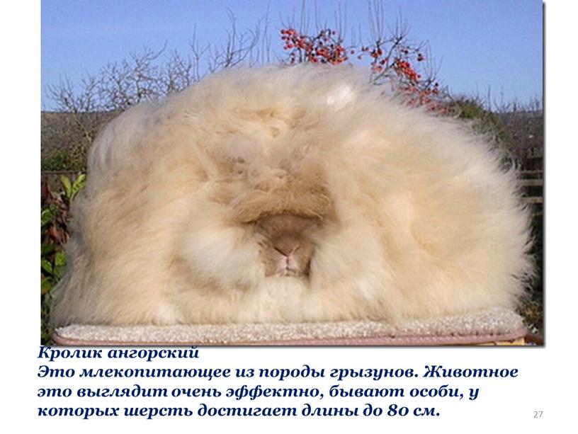 Кролик ангорский Это млекопитающее из породы грызунов