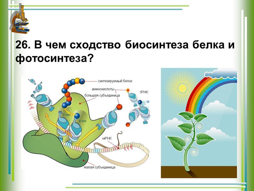 В чем сходство биосинтеза белка и фотосинтеза?