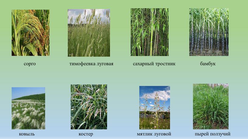 сорго тимофеевка луговая сахарный тростник бамбук ковыль костер мятлик луговой пырей ползучий