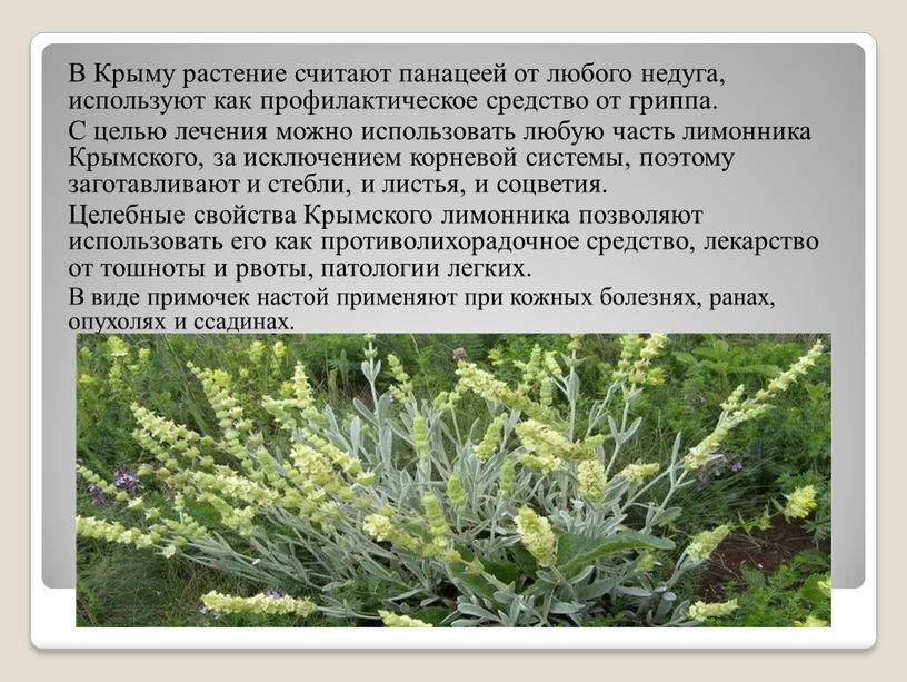 В Крыму растение считают панацеей от любого недуга, используют как профилактическое средство от гриппа