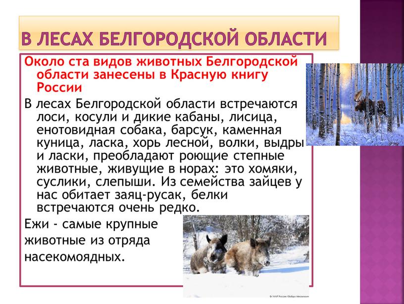 В лесах Белгородской области Около ста видов животных