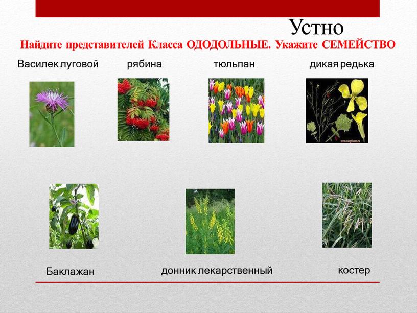 Василек луговой рябина тюльпан дикая редька