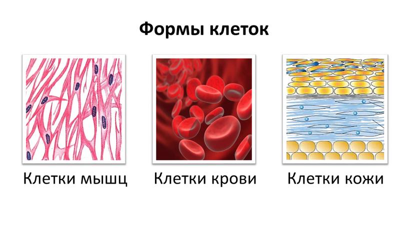 Формы клеток Клетки мышц Клетки крови