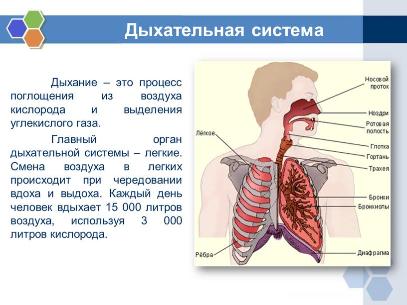 Дыхание – это процесс поглощения из воздуха кислорода и выделения углекислого газа