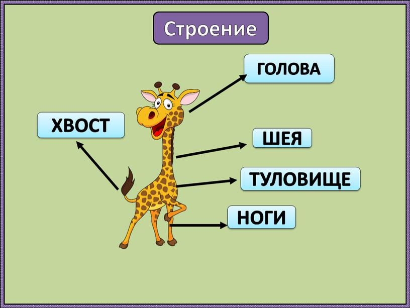 Строение ГОЛОВА ШЕЯ ТУЛОВИЩЕ ХВОСТ