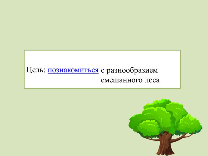 Цель: познакомиться с разнообразием смешанного леса