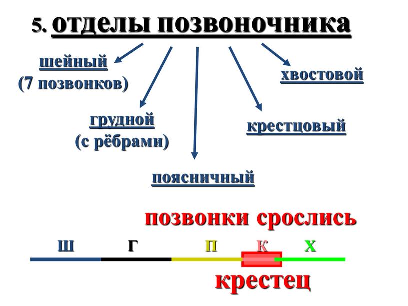 5. отделы позвоночника шейный (7 позвонков) грудной (с рёбрами) поясничный крестцовый хвостовой крестец позвонки срослись Ш Г П К Х