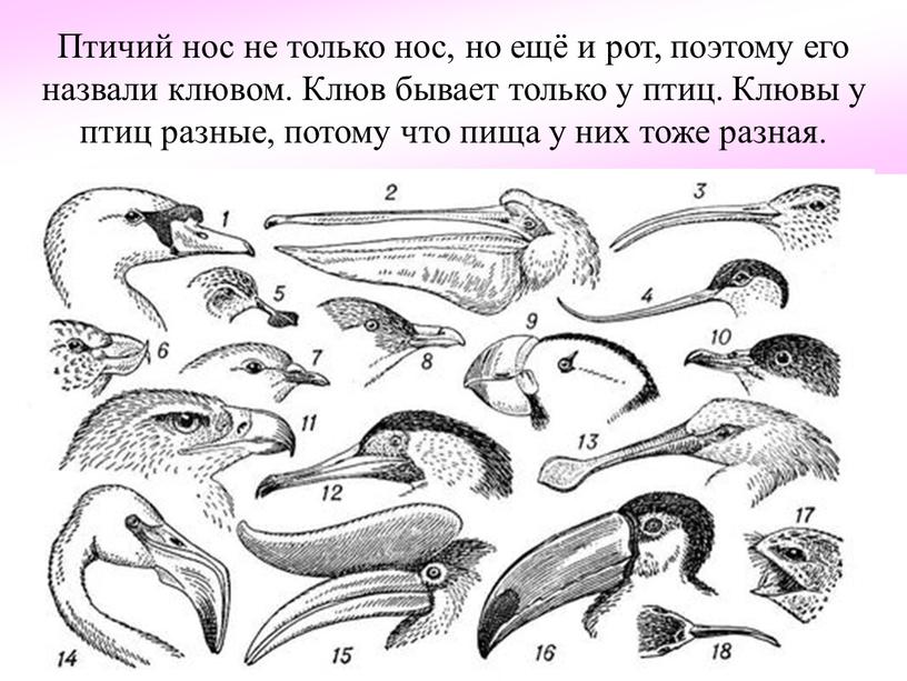 Птичий нос не только нос, но ещё и рот, поэтому его назвали клювом