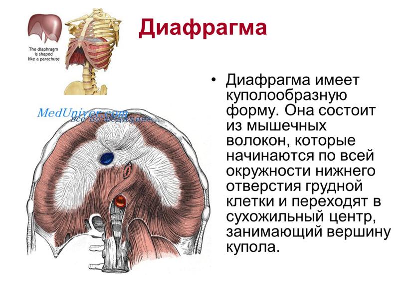 Диафрагма Диафрагма имеет куполообразную форму