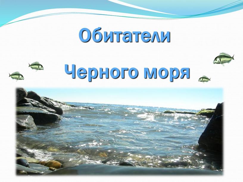 Обитатели Черного моря