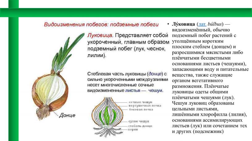 Лу́ковица (лат. búlbus ) — видоизменённый, обычно подземный побег растений с утолщённым коротким плоским стеблем (донцем) и разросшимися мясистыми либо плёнчатыми бесцветными основаниями листьев (чешуями),…